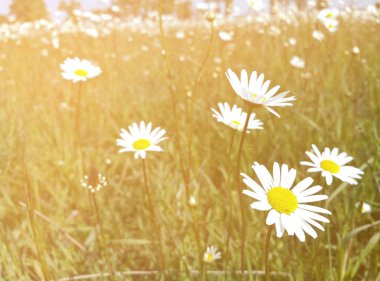 Mavi gökyüzü arka planında beyaz papatyalar