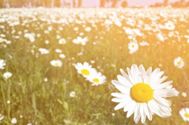 Mavi gökyüzü arka planında beyaz papatyalar