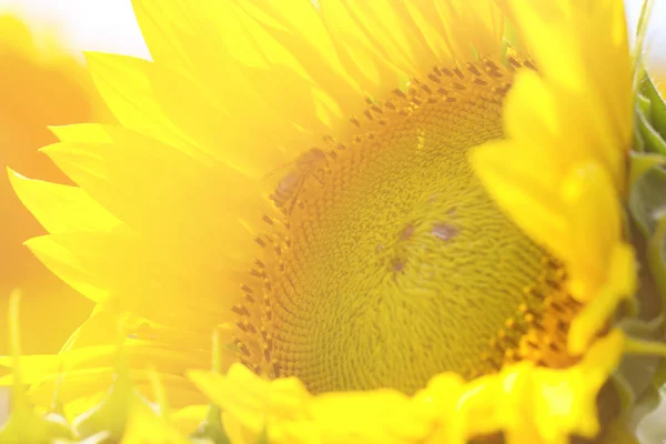 Abelha Sentada Num Girassol Girassóis Virou Para Sol Quente Paisagem — Fotografia de Stock