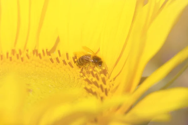 Bee Zittend Een Zonnebloem Zonnebloemen Wendde Zich Tot Warme Zon — Stockfoto