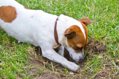  Jack Russell Terrier yerdeki bir delik kazılar