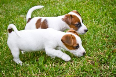 Little puppys are walking and playing on the street in the grass clipart