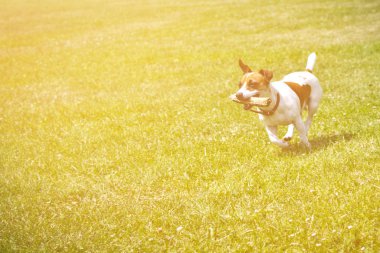 ağzına bir sopayla çalışan köpek oynuyor