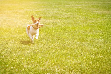 ağzına bir sopayla çalışan köpek oynuyor