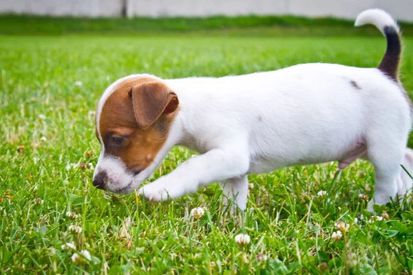 Küçük Puppys Yürüyüş Çim Sokakta Oynarken — Stok fotoğraf