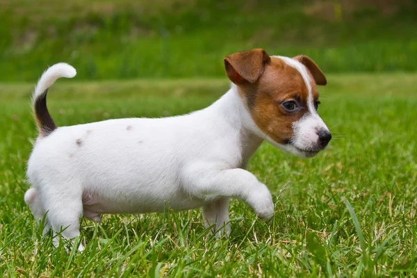 Weinig Puppys Zijn Wandelen Spelen Straat Het Gras — Stockfoto