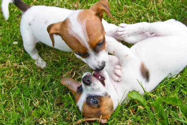 Weinig Puppys Zijn Wandelen Spelen Straat Het Gras — Stockfoto