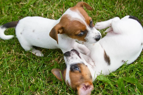 Weinig Puppys Zijn Wandelen Spelen Straat Het Gras — Stockfoto