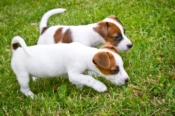 Weinig Puppys Zijn Wandelen Spelen Straat Het Gras — Stockfoto