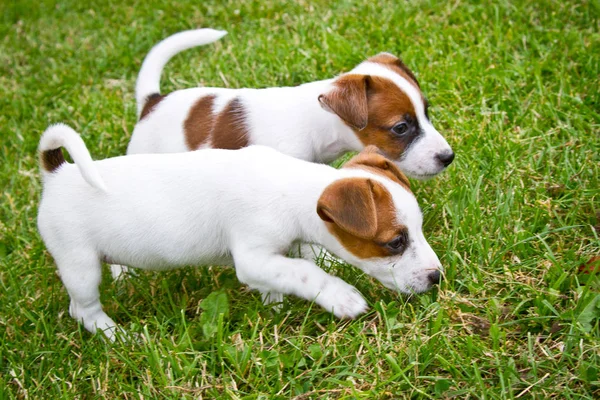 Pequeños Cachorros Están Caminando Jugando Calle Hierba —  Fotos de Stock