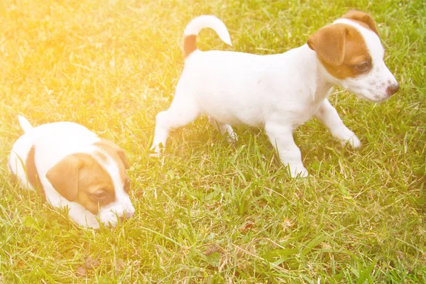 Filhotes Cachorro Estão Andando Brincando Rua Grama — Fotografia de Stock