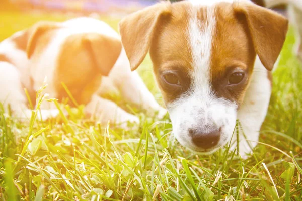 Weinig Puppys Zijn Wandelen Spelen Straat Het Gras — Stockfoto