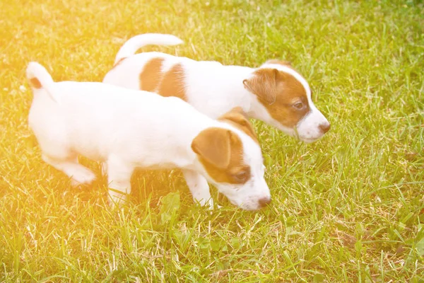Puppys 在草地上散步和玩耍 — 图库照片