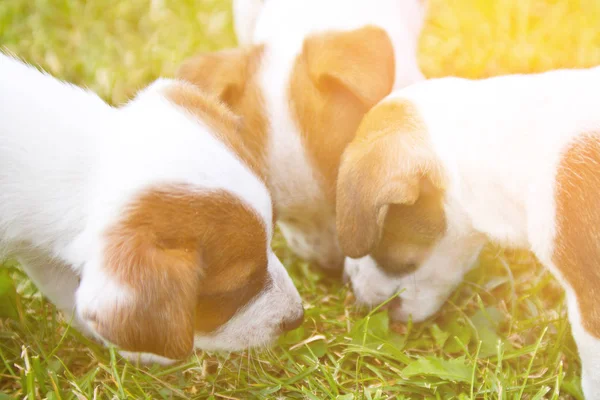 Küçük Puppys Yürüyüş Çim Sokakta Oynarken — Stok fotoğraf