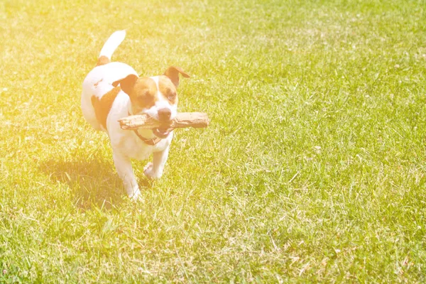 Σκύλο Που Τρέχει Ένα Ραβδί Στο Στόμα Παίζει — Φωτογραφία Αρχείου