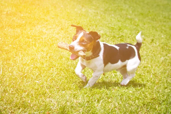 Cane Esecuzione Con Bastone Bocca Sta Giocando — Foto Stock