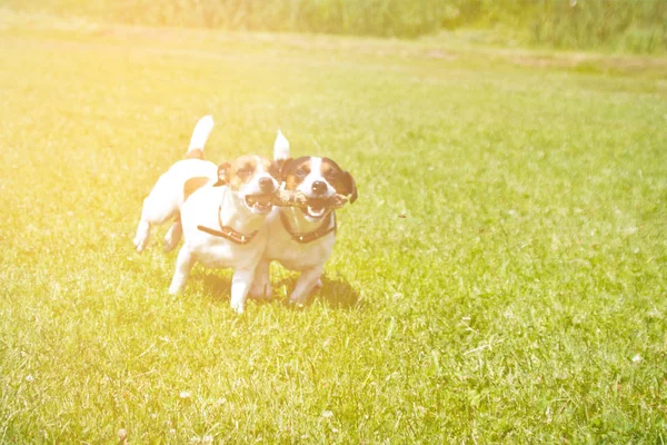 Honden Lopen Met Een Stok Hun Mond Juichen — Stockfoto