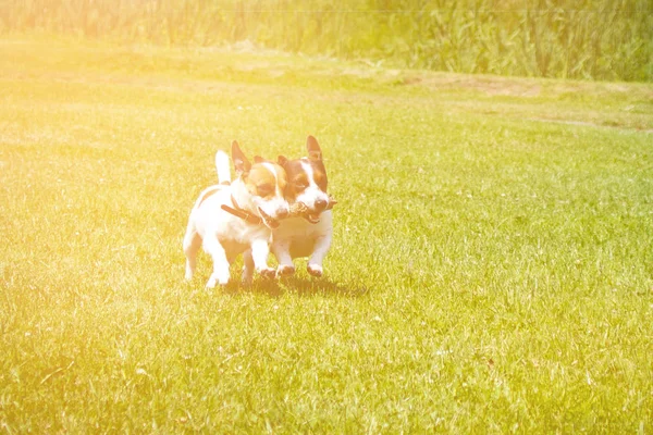 Chiens Courent Avec Bâton Dans Bouche Acclament — Photo