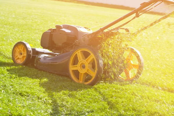 Lawn mower tractor effectively cutting off the tall grasses in the lawn. The red lawn mower is doing its job in cutting off the grasses.