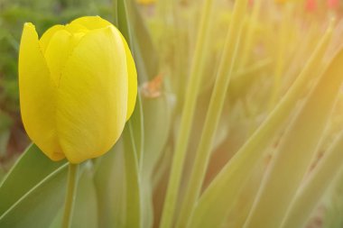 Bahar arka plan bahçe içinde güzel sarı laleler ile