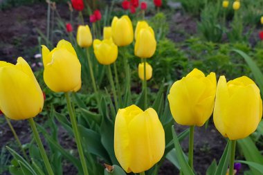 Bahar arka plan bahçe içinde güzel sarı laleler ile