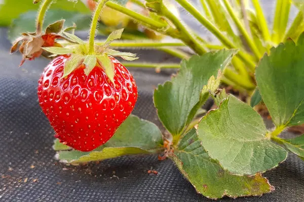 Fresas Rojas Verdes Entre Las Hojas Proceso Crecimiento — Foto de Stock