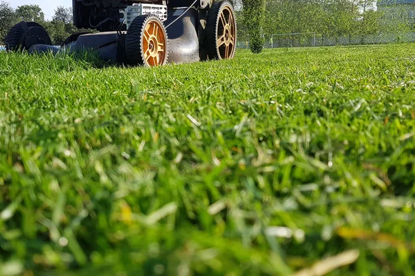 Lawn mower tractor effectively cutting off the tall grasses in the lawn. The red lawn mower is doing its job in cutting off the grasses