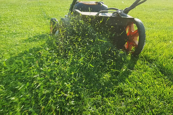 Memotong Rumput Lalat Dari Pemotong Rumput — Stok Foto