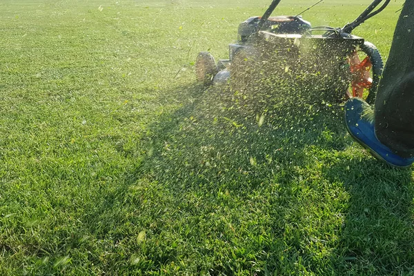 Memotong Rumput Lalat Dari Pemotong Rumput — Stok Foto
