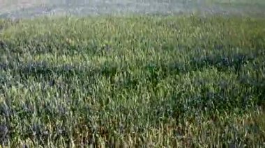 Bir buğday alanın üzerine asılı Hd kürk