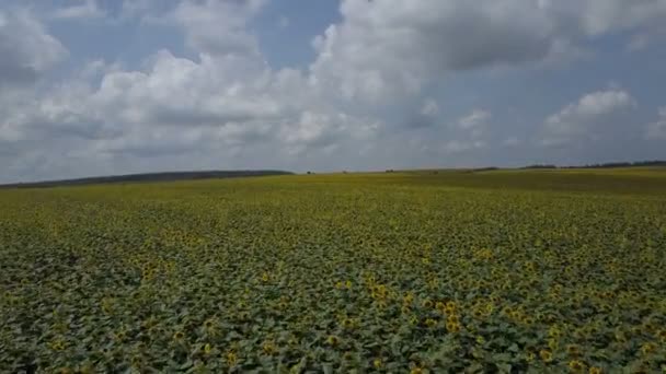 Летающие Над Полем Подсолнечника Дровосек Движется Над Желтым Полем Подсолнечника — стоковое видео