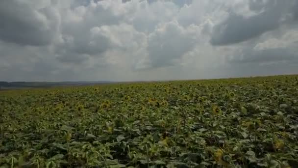 Survolant Champ Tournesol Bûcheron Déplaçant Sur Champ Jaune Tournesol Vol — Video