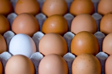 Taze beyaz tavuk yumurta diğer kahverengi yumurta arasında. Üstten görünüm.