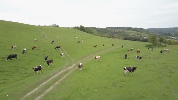 Krowy Pasą Się Uruchomić Zielonym Polu Ponury Jesienny Dzień Ukraina — Wideo stockowe
