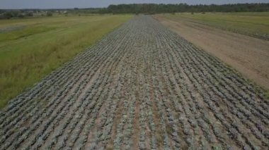 Lahana alan Aero uçuş.