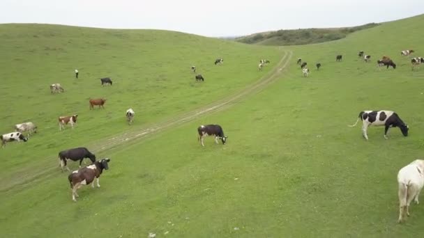 Tehenek Legelnek Fuss Egy Zöld Mező Borús Őszi Nap Ukrajna — Stock videók