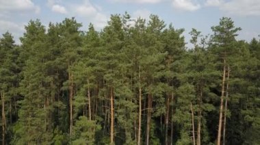 Hava uçak Kuzey Avrupa orman vurdu. 4 k'dan fazla vurdu