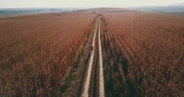 Sport Aérien Jogging Coureur Jeune Homme Trackshot Ultra Athlète Jeune — Video