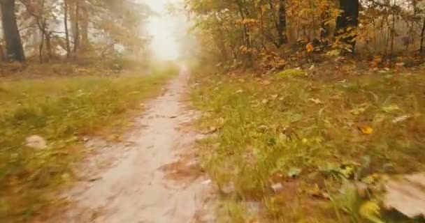 Mișcarea Lungul Drumului Forestier Pădurea Toamnă Este Vedere Jos — Videoclip de stoc