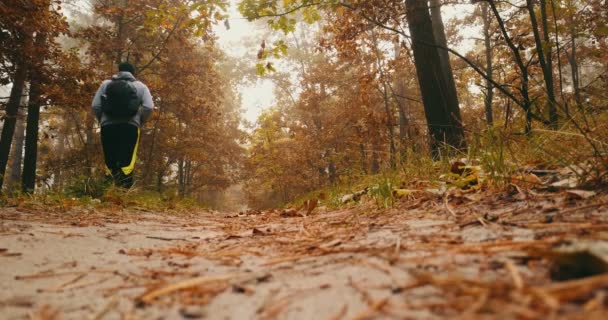 Ένας Τουρίστας Σακίδιο Περπατά Στο Δάσος Του Φθινοπώρου Και Βλέπει — Αρχείο Βίντεο