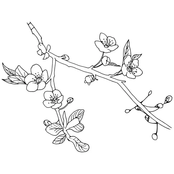 Ανθίζοντας Δέντρο Την Άνοιξη Λουλούδια Στον Κλάδο Pen Σχέδιο Άνοιξη — Διανυσματικό Αρχείο