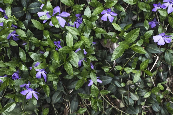 Unga Vårblommor Periblinkande Blommor Närbild Blomstersäng Växtblommor — Stockfoto