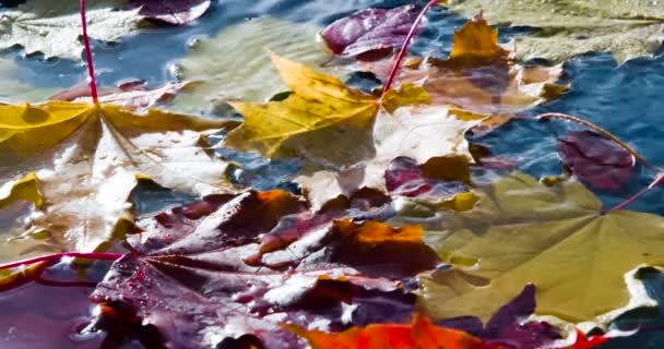 黄色の葉は秋の水たまりに落ちます 明るい黄色のカエデの葉は 空が反映されているきれいな水に落ちます 120Fpsの速度で撮影 — ストック動画