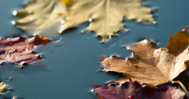 Goccia Acqua Foglie Acero Sulla Superficie Dell Acqua Blu Sono — Video Stock