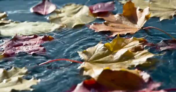 Caída Hoja Otoño Hojas Amarillas Cayendo Charco Otoño Hoja Arce — Vídeos de Stock