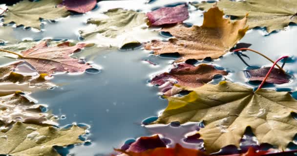 Gocce Acqua Foglie Acero Cadute Sulla Superficie Dell Acqua Blu — Video Stock