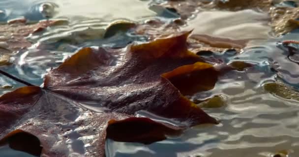 Regndråber Efterårsblade Vanddråber Tilfældigt Faldt Vandoverfladen Som Ligger Lyse Efterårsblade – Stock-video