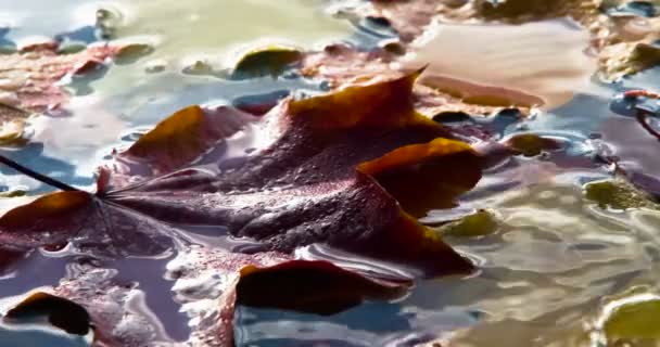 Tropfen Regen Und Nasses Laub Wassertropfen Fallen Zufällig Auf Die — Stockvideo