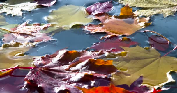 Bright Autumn Leaves Fall. Water droplets randomly dropped on the water surface on which lie the bright autumn leaves. Filmed at a speed of 120fps
