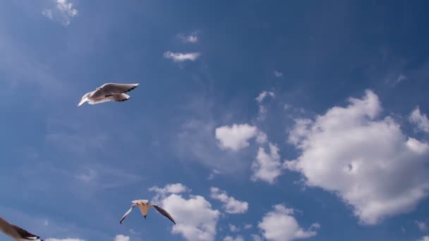 Graceful Seagull Soar Clouds Background Flock Seagulls Chaotic Rushes Camera — Stock Video